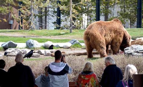 Wolf and grizzly center - Grizzly and Wolf Discovery Center. Address – 201 S Canyon St, West Yellowstone, MT 59758. Hours – Open daily 9-4. Prices – $15/adult, $10/child 5-12, under 5 is free. Website – Grizzly and Wolf Discovery Center. Phone – +1 (406) 646-7001. Email – info@grizzlydiscoveryctr.org